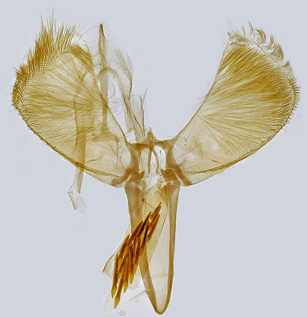 /filer/webapps/moths_gc/media/images/A/azaleella_Caloptilia_GM_Hall.jpg
