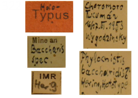 /filer/webapps/moths_gc/media/images/B/baccharidis_Phyllocnistis_HT_ZMHB_Labels.jpg