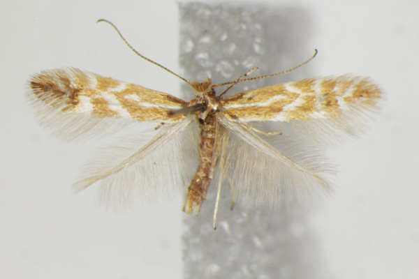 /filer/webapps/moths_gc/media/images/B/baldensis_Phyllonorycter_A_ZSM_2.jpg
