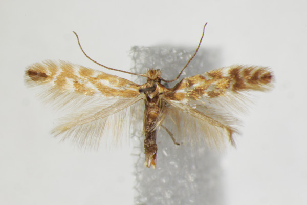 /filer/webapps/moths_gc/media/images/B/baldensis_Phyllonorycter_A_ZSM_3.jpg