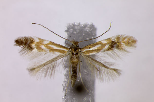 /filer/webapps/moths_gc/media/images/B/baldensis_Phyllonorycter_PT_BMNH.jpg