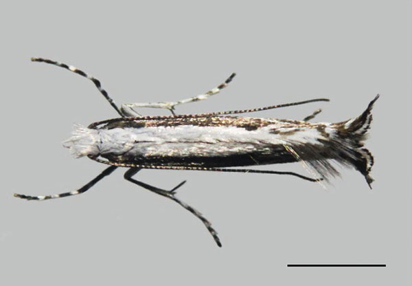 /filer/webapps/moths_gc/media/images/B/baranchikovi_Micrurapteryx_A_Kirichenko-et-al_2021_140.jpg