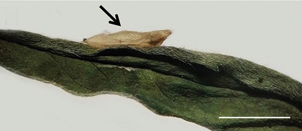 /filer/webapps/moths_gc/media/images/B/baranchikovi_Micrurapteryx_Cocoon2__Kirichenko-et-al_2021_147.jpg