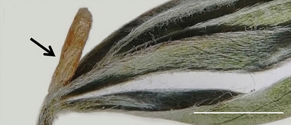 /filer/webapps/moths_gc/media/images/B/baranchikovi_Micrurapteryx_Cocoon3__Kirichenko-et-al_2021_147.jpg