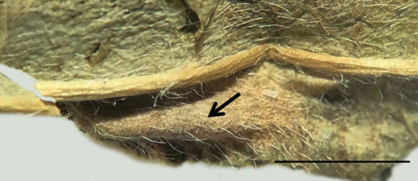 /filer/webapps/moths_gc/media/images/B/baranchikovi_Micrurapteryx_Cocoon4__Kirichenko-et-al_2021_147.jpg