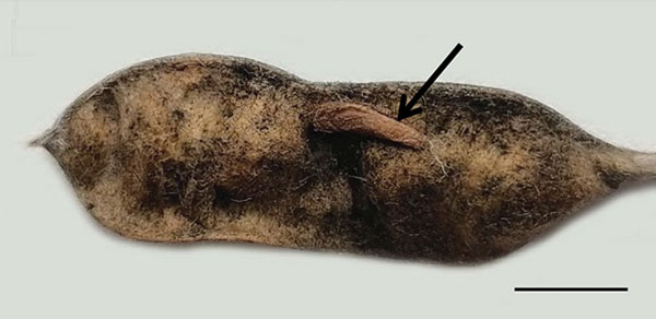 /filer/webapps/moths_gc/media/images/B/baranchikovi_Micrurapteryx_Cocoon5__Kirichenko-et-al_2021_147.jpg