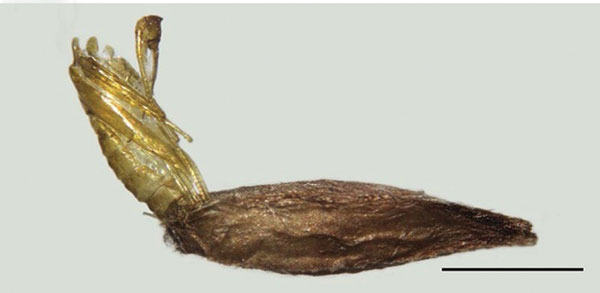 /filer/webapps/moths_gc/media/images/B/baranchikovi_Micrurapteryx_Cocoon6__Kirichenko-et-al_2021_147.jpg