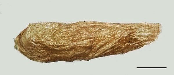/filer/webapps/moths_gc/media/images/B/baranchikovi_Micrurapteryx_Cocoon__Kirichenko-et-al_2021_147.jpg