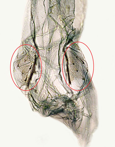 /filer/webapps/moths_gc/media/images/B/baranchikovi_Micrurapteryx_GF_PT_NK-29.11-1_bursa_Kirichenko-et-al_2021_144.jpg