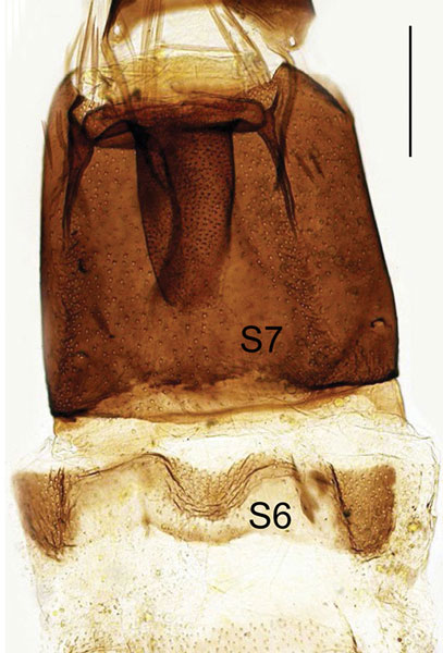 /filer/webapps/moths_gc/media/images/B/baranchikovi_Micrurapteryx_GF_PT_segments_Kirichenko-et-al_2021_144.jpg
