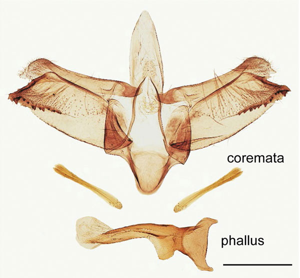 /filer/webapps/moths_gc/media/images/B/baranchikovi_Micrurapteryx_GM_HT_Kirichenko-et-al_2021_142.jpg
