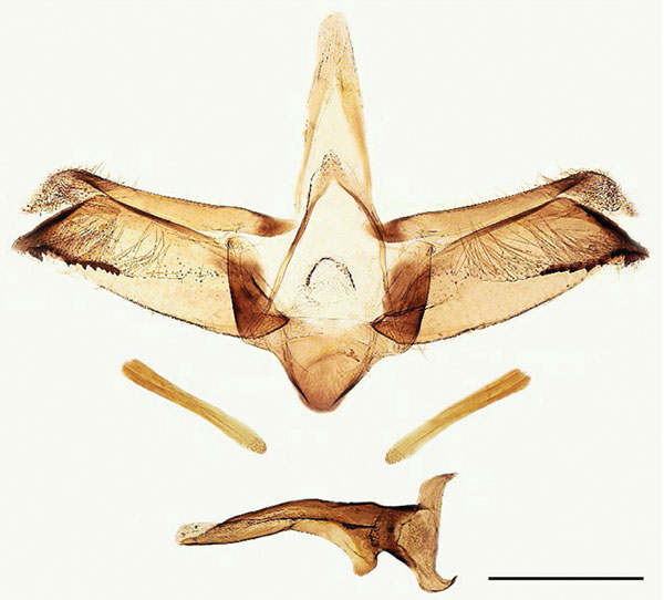 /filer/webapps/moths_gc/media/images/B/baranchikovi_Micrurapteryx_GM_PT_Kirichenko-et-al_2021_142.jpg