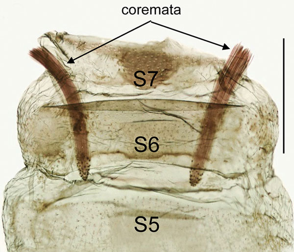 /filer/webapps/moths_gc/media/images/B/baranchikovi_Micrurapteryx_GM_TRB4428_PT_Kirichenko-et-al_2021_142.jpg