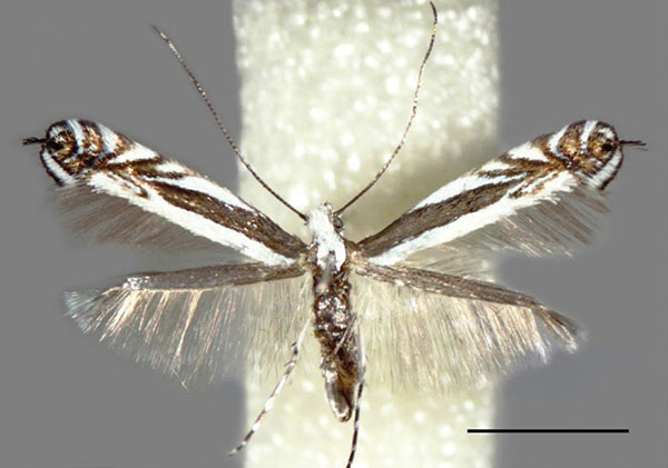 /filer/webapps/moths_gc/media/images/B/baranchikovi_Micrurapteryx_HT_Kirichenko-et-al_2021_140.jpg