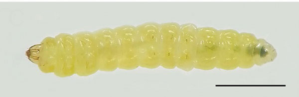 /filer/webapps/moths_gc/media/images/B/baranchikovi_Micrurapteryx_Larva2__Kirichenko-et-al_2021_147.jpg