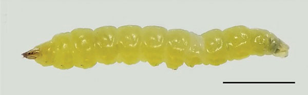 /filer/webapps/moths_gc/media/images/B/baranchikovi_Micrurapteryx_Larva3__Kirichenko-et-al_2021_147.jpg