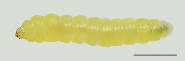 /filer/webapps/moths_gc/media/images/B/baranchikovi_Micrurapteryx_Larva__Kirichenko-et-al_2021_147.jpg