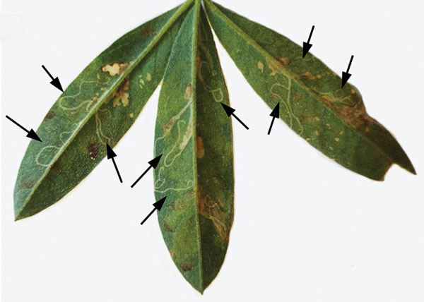 /filer/webapps/moths_gc/media/images/B/baranchikovi_Micrurapteryx_Mine2__Kirichenko-et-al_2021_150.jpg