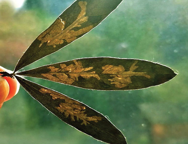 /filer/webapps/moths_gc/media/images/B/baranchikovi_Micrurapteryx_Mine4_Kirichenko-et-al_2021_150.jpg