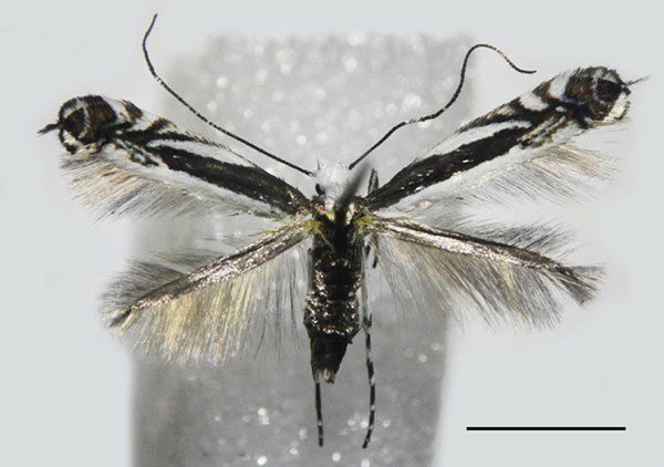 /filer/webapps/moths_gc/media/images/B/baranchikovi_Micrurapteryx_PT_NK-09-2_Kirichenko-et-al_2021_140.jpg