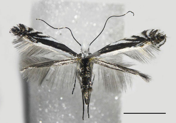 /filer/webapps/moths_gc/media/images/B/baranchikovi_Micrurapteryx_PT_NK-10-3_Kirichenko-et-al_2021_140.jpg
