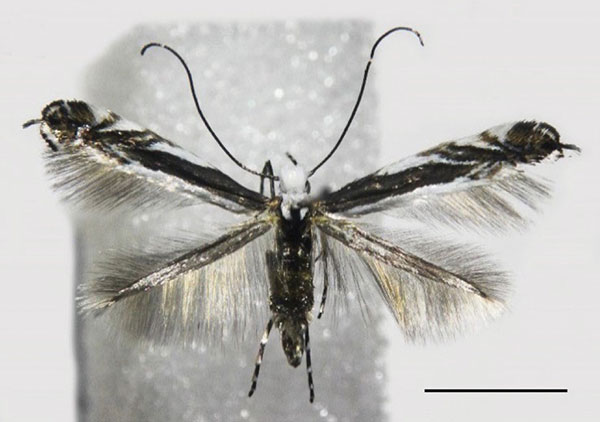 /filer/webapps/moths_gc/media/images/B/baranchikovi_Micrurapteryx_PT_NK-11-3_Kirichenko-et-al_2021_140.jpg