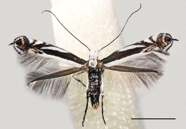 /filer/webapps/moths_gc/media/images/B/baranchikovi_Micrurapteryx_PT_NK-29.11-1_Kirichenko-et-al_2021_140.jpg