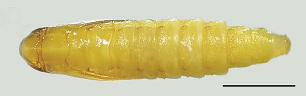 /filer/webapps/moths_gc/media/images/B/baranchikovi_Micrurapteryx_Pupa2__Kirichenko-et-al_2021_147.jpg