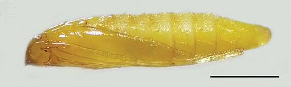 /filer/webapps/moths_gc/media/images/B/baranchikovi_Micrurapteryx_Pupa3__Kirichenko-et-al_2021_147.jpg