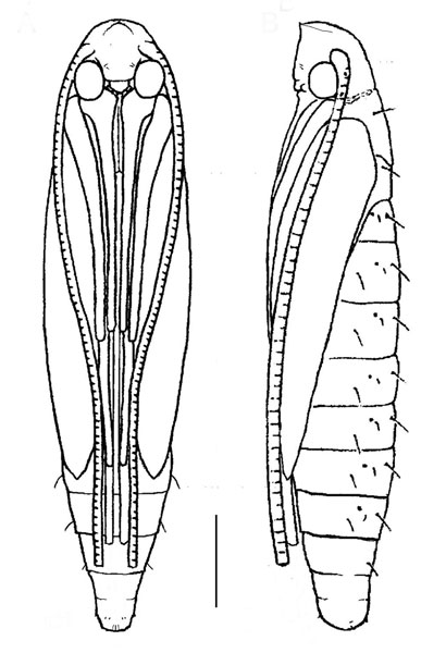 /filer/webapps/moths_gc/media/images/B/baranchikovi_Micrurapteryx_Pupa4__Kirichenko-et-al_2021_147.jpg
