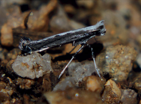 /filer/webapps/moths_gc/media/images/B/barbitias_Graphiocephala_A_Triberti-etal_2024_31.jpg