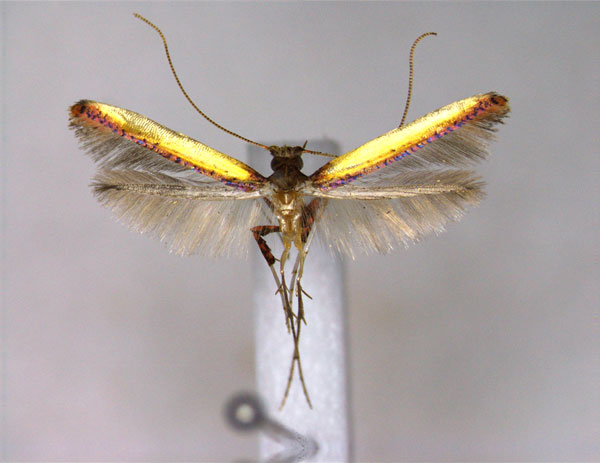 /filer/webapps/moths_gc/media/images/B/baringi_Caloptilia_A_EIHU.jpg