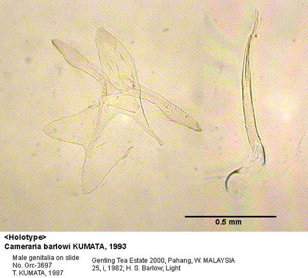 /filer/webapps/moths_gc/media/images/B/barlowi_Cameraria_GM_HT_3697_EIHU.jpg