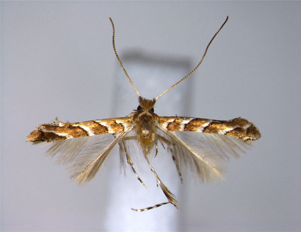 /filer/webapps/moths_gc/media/images/B/barlowi_Cameraria_HT_EIHU.jpg