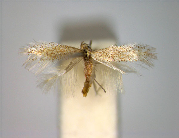 /filer/webapps/moths_gc/media/images/B/bartolomella_Phyllonorycter_PT_EIHU_ male.jpg