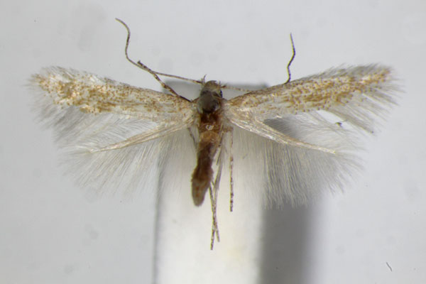 /filer/webapps/moths_gc/media/images/B/bartolomella_Phyllonorycter_PT_ZSM.jpg