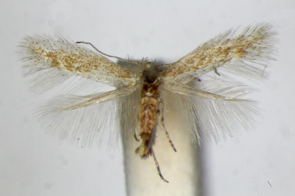 /filer/webapps/moths_gc/media/images/B/bartolomella_Phyllonorycter_PT_ZSM_3.jpg