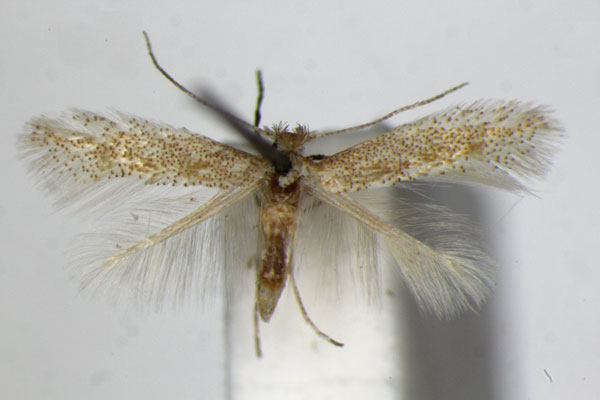/filer/webapps/moths_gc/media/images/B/bartolomella_Phyllonorycter_PT_ZSM_4.jpg
