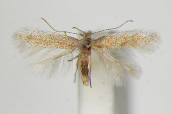 /filer/webapps/moths_gc/media/images/B/bartolomella_Phyllonorycter_PT_ZSM_5.jpg