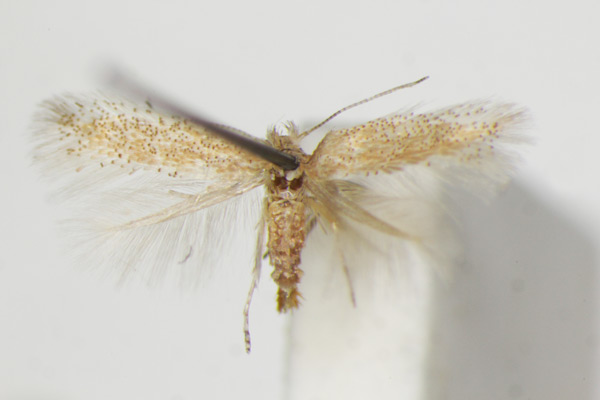 /filer/webapps/moths_gc/media/images/B/bartolomella_Phyllonorycter_PT_ZSM_6.jpg