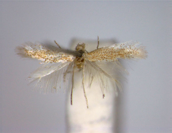 /filer/webapps/moths_gc/media/images/B/bartolomella_Phyllonorycter_PT_female_EIHU.jpg