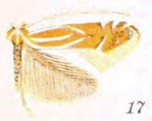 /filer/webapps/moths_gc/media/images/B/basistrigella_Phyllonorycter_A_Braun_22-17.jpg