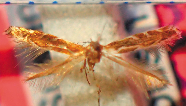 /filer/webapps/moths_gc/media/images/B/bathracma_Aristaea_A_Bippus_2019_20.jpg