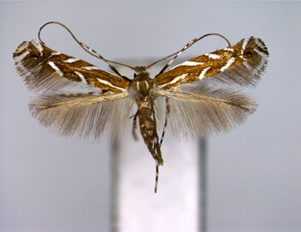 /filer/webapps/moths_gc/media/images/B/bathracma_Aristaea_A_EIHU.jpg