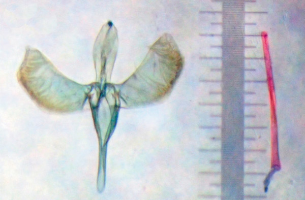/filer/webapps/moths_gc/media/images/B/bathracma_Aristaea_GM_Bippus_2019_20.jpg