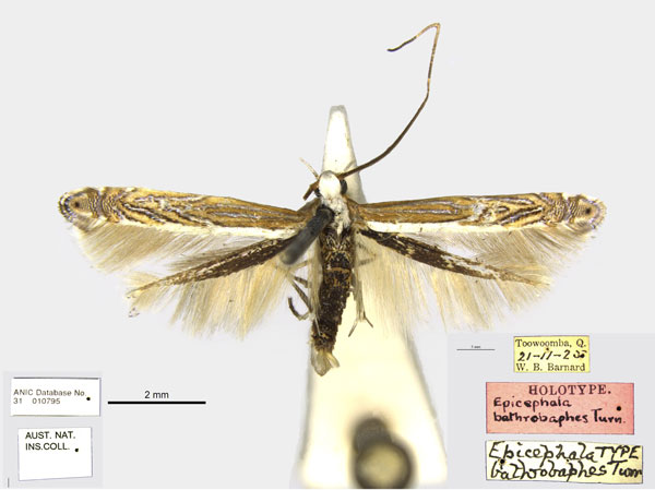 /filer/webapps/moths_gc/media/images/B/bathrobaphes_Epicephala_HT_NKUM.jpg
