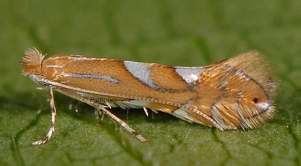 /filer/webapps/moths_gc/media/images/B/belotella_Phyllonorycter_A_PathPiva.jpg