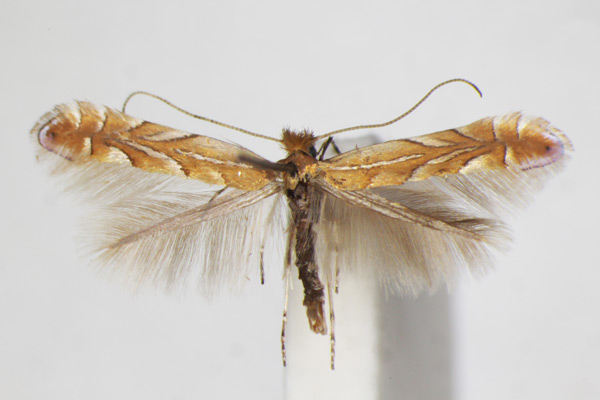 /filer/webapps/moths_gc/media/images/B/belotella_Phyllonorycter_A_ZSM.jpg