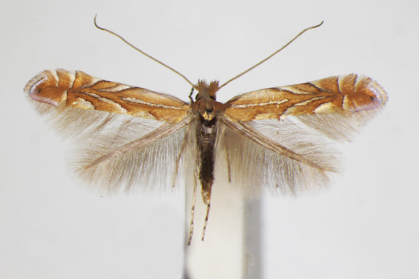 /filer/webapps/moths_gc/media/images/B/belotella_Phyllonorycter_A_ZSM_2.jpg