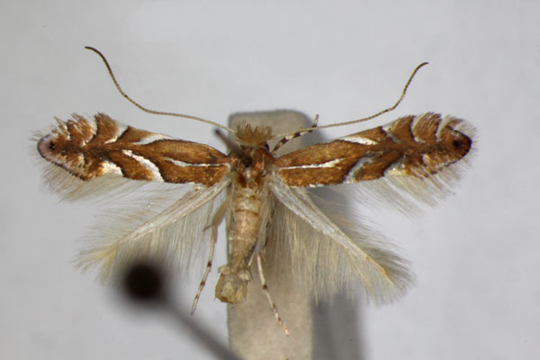 /filer/webapps/moths_gc/media/images/B/belotella_anatolica_Phyllonorycter_A_ZSM.jpg